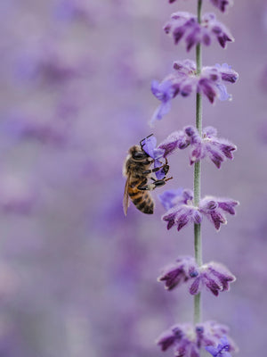 Save the Bees with Lavender!