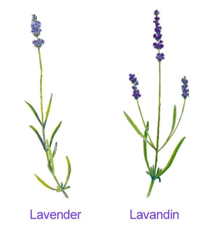 What's the Difference Between Lavender and Lavandin?